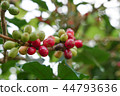 Coffee berries bean on coffee tree  44793636