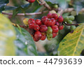 Coffee berries bean on coffee tree  44793639