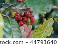 Coffee berries bean on coffee tree with hand 44793640