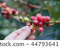 Coffee berries bean on coffee tree with hand 44793641