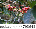 Coffee berries bean on coffee tree  44793643