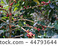 Coffee berries bean on coffee tree 44793644
