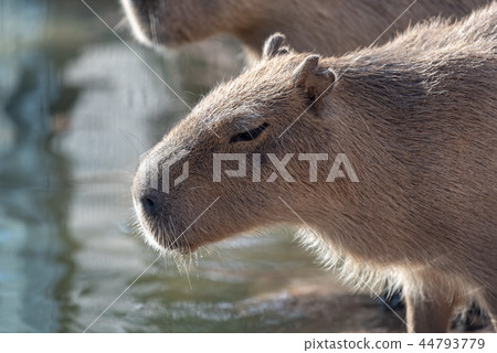 水邊的水豚 44793779