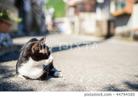 貓在漁村 44794380