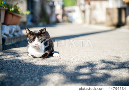 貓在漁村 44794384