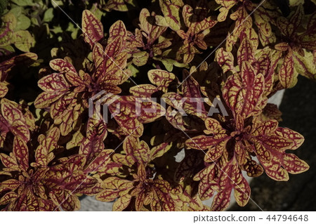 室內植物黃色紅色 44794648