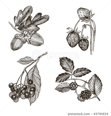 Collection of highly detailed hand drawn acorn, strawberries, oak leaves and blackberry isolated on 44794834