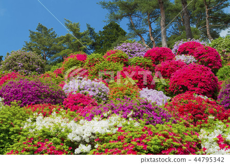 Saltwater Azalea of Kanonji 44795342