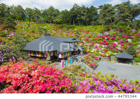 Saltwater Azalea of Kanonji 44795344
