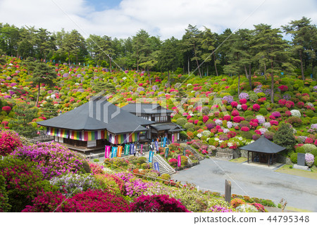 Kanonji的鹽水杜鵑花 Kanonji的鹽水杜鵑花 44795348