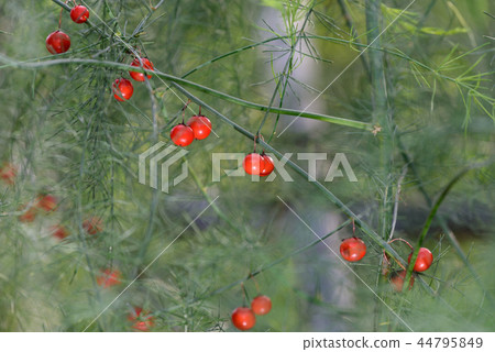 蘆筍紅色果子 44795849