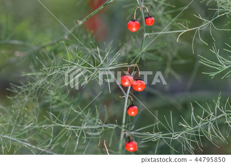 Red fruit of asparagus Red fruit of asparagus 44795850