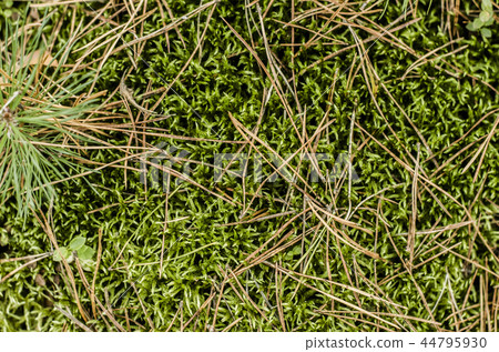 Mud sphagnum is a floral texture. Mud sphagnum is a floral texture. 44795930