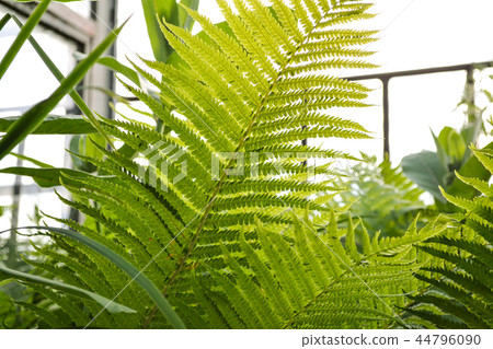 Bright green leaf young fern. Bright green leaf young fern. 44796090