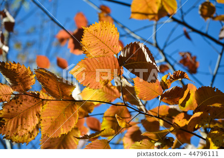 Beautiful autumn multicolored hazel leaves 44796111