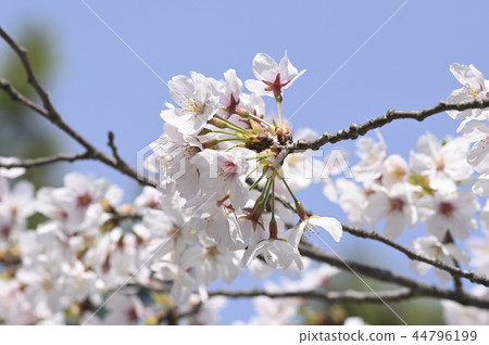 櫻花 櫻花 44796199