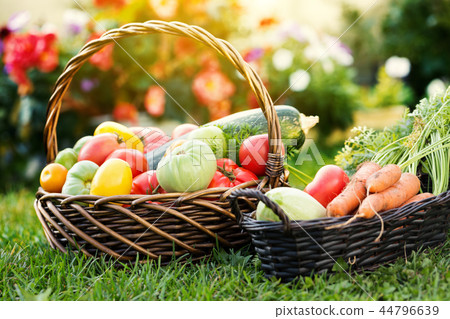 Vegetables in basket at the garden, outdoor Vegetables in basket at the garden, outdoor 44796639