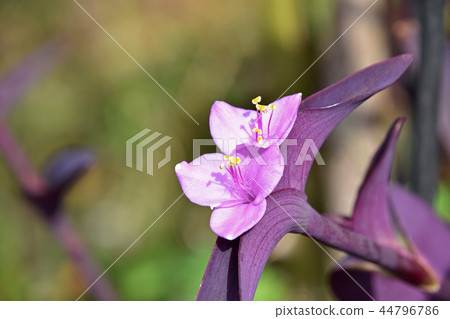 Setukureasea (purple podium) Setukureasea (purple podium) 44796786