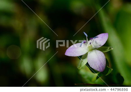 Cute flower Iboksa 44796898