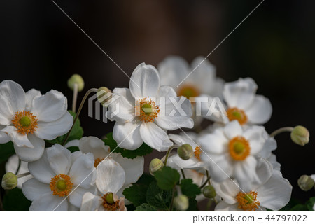 White anemone flowers 44797022