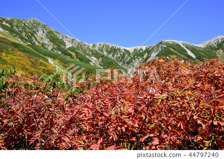 Autumn leaves of Tateyama 44797240