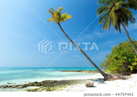 Coconut palm trees on seashore, 44797401