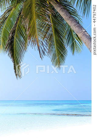 Coconut palm trees on seaside 44797402