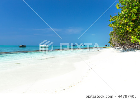 Coconut palm trees on seaside 44797403