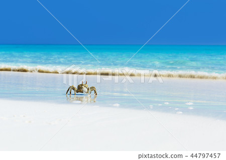 Ghost crab on white sandy beach Ghost crab on white sandy beach 44797457