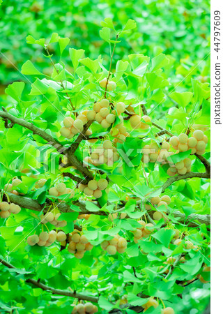 Ginkgo biloba, ginnan tree, ginkgo berry that becomes tree, ginkgo, kinoko, taste of autumn, shrine tree, park tree, ginnan Ginkgo biloba, ginnan tree, ginkgo berry that becomes tree, ginkgo, kinoko, taste of autumn, shrine tree, park tree, ginnan 44797609