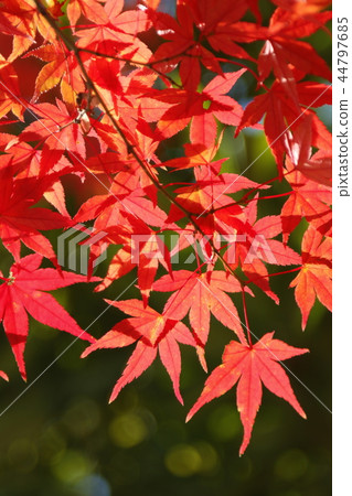 Autumn maple maple Autumn maple maple red maple red maple 44797685