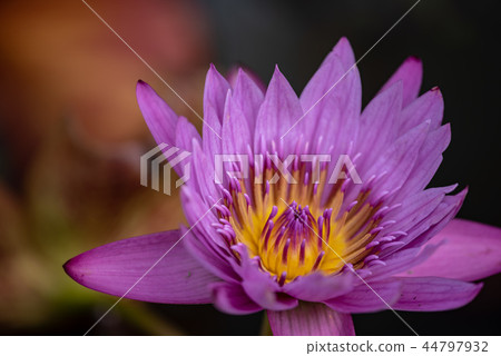 Pink water lily flowers 44797932