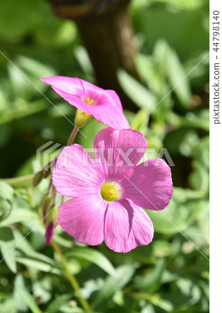 Oxyris Bowie 44798140