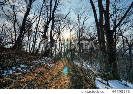 Forest snow Forest snow 44798176