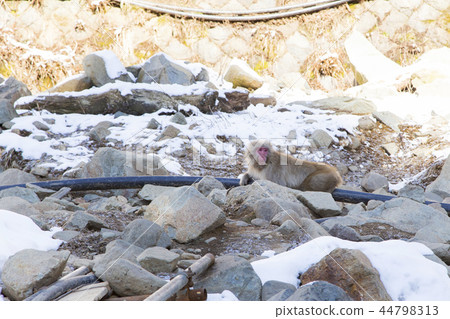 Jigokudani Monkey Monkey Relaxing Monkey 44798313