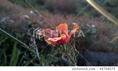 sunset orizont on macro photo 44798674