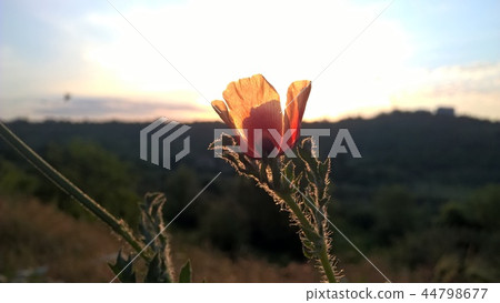 sunset orizont on macro photo 44798677