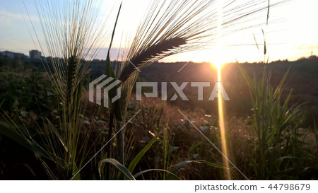 sunset orizont on macro photo 44798679