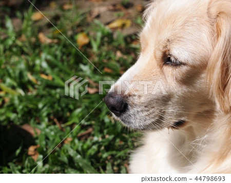 lonesome lonely sad white cute fat long hair dog lonesome lonely sad white cute fat long hair dog 44798693