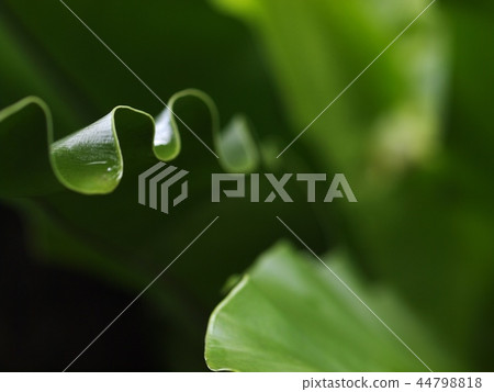 large bird's nest fern leaves, under natural light large bird's nest fern leaves, under natural light 44798818