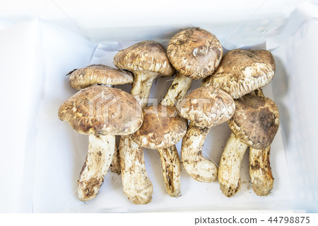 Matsutake 44798875