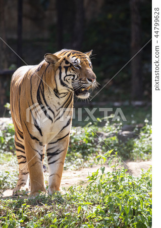 Indochinese tiger (Panthera tigris corbetti). 44799628