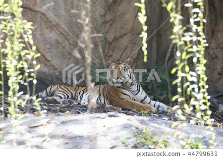 Indochinese tiger (Panthera tigris corbetti). 44799631