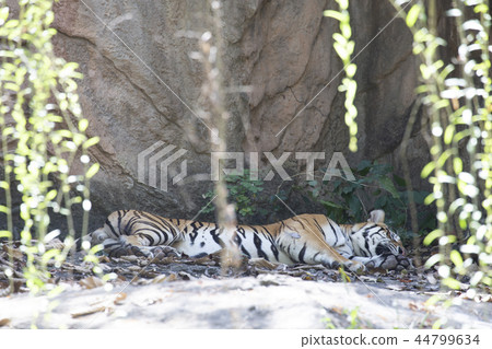 Indochinese tiger (Panthera tigris corbetti). 44799634