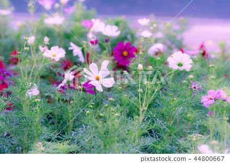 Cosmos flowers, cute flowers, pretty flowers, cosmos, colorful, colorful 44800667