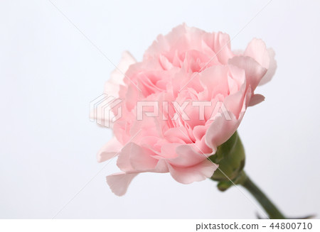 Pink carnation Pink carnation 44800710