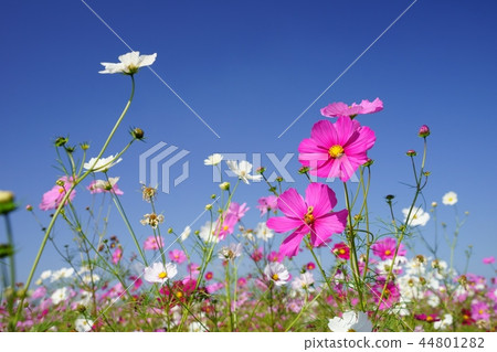 宇宙1仰望秋天的天空 44801282