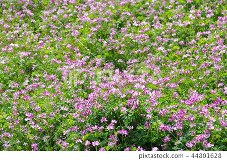 Lenge field Lenge field 44801628