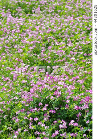 Lenge field Lenge field 44801629