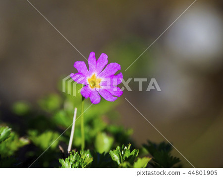 Hakusan Kozakura (Hakusan Kozakura) Hakusan Kozakura (Hakusan Kozakura) 44801905